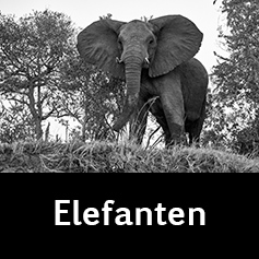 Elefanten