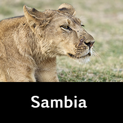 Sambia